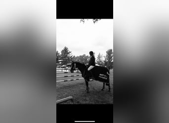 German Riding Pony, Mare, 8 years, 14,1 hh, Brown