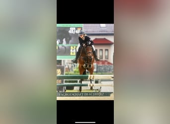 German Riding Pony, Mare, 8 years, 14,1 hh, Brown