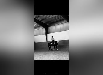 German Riding Pony, Mare, 8 years, 14,1 hh, Brown
