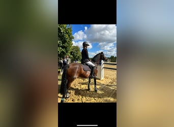 German Riding Pony, Mare, 8 years, 14,1 hh, Brown