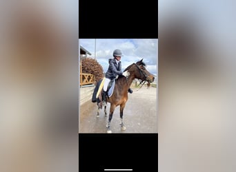 German Riding Pony, Mare, 8 years, 14,1 hh, Brown