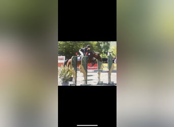 German Riding Pony, Mare, 8 years, 14,1 hh, Brown
