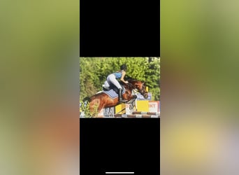 German Riding Pony, Mare, 8 years, 14,1 hh, Brown