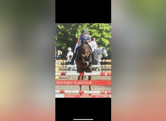 German Riding Pony, Mare, 8 years, 14,1 hh, Brown