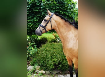 German Riding Pony, Mare, 8 years, 14,1 hh, Buckskin