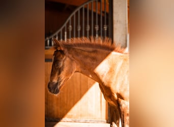 German Riding Pony, Mare, 8 years, 14,1 hh, Chestnut-Red