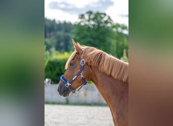 German Riding Pony Mix, Mare, 8 years, 14,1 hh, Chestnut-Red
