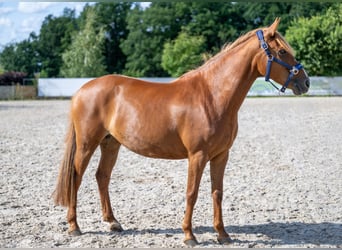 German Riding Pony Mix, Mare, 8 years, 14,1 hh, Chestnut-Red