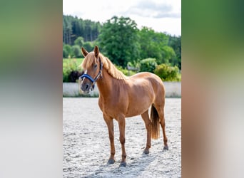 German Riding Pony Mix, Mare, 8 years, 14,1 hh, Chestnut-Red