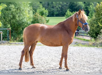 German Riding Pony Mix, Mare, 8 years, 14,1 hh, Chestnut-Red