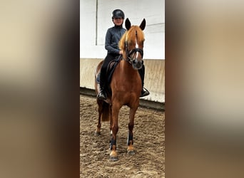 German Riding Pony Mix, Mare, 8 years, 14,1 hh, Chestnut-Red