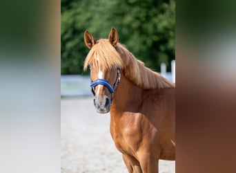 German Riding Pony Mix, Mare, 8 years, 14,1 hh, Chestnut-Red