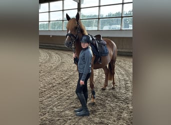 German Riding Pony Mix, Mare, 8 years, 14,1 hh, Chestnut-Red