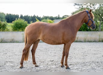 German Riding Pony Mix, Mare, 8 years, 14,1 hh, Chestnut-Red