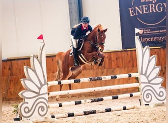 German Riding Pony, Mare, 8 years, 14,1 hh, Chestnut-Red