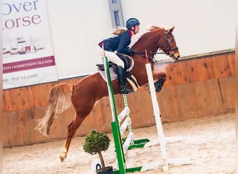 German Riding Pony, Mare, 8 years, 14,1 hh, Chestnut-Red