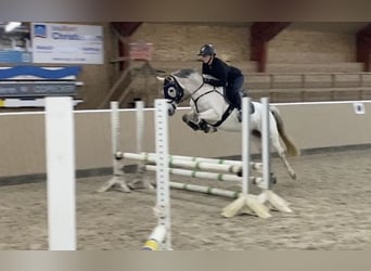 German Riding Pony, Mare, 8 years, 14,1 hh, Grey-Fleabitten