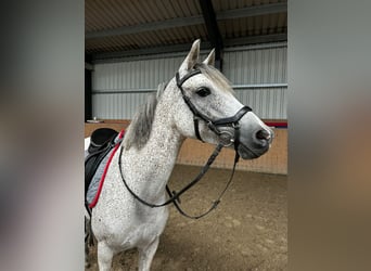 German Riding Pony, Mare, 8 years, 14,1 hh, Grey-Fleabitten