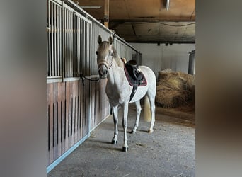 German Riding Pony, Mare, 8 years, 14,1 hh, Grey-Fleabitten