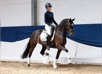 German Riding Pony, Mare, 8 years, 14,2 hh, Black