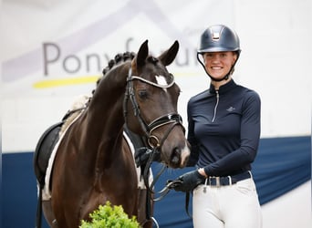 German Riding Pony, Mare, 8 years, 14,2 hh, Black