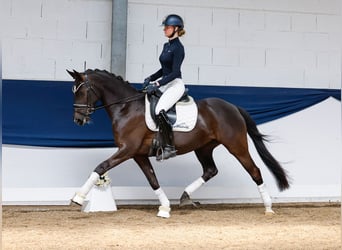 German Riding Pony, Mare, 8 years, 14,2 hh, Black