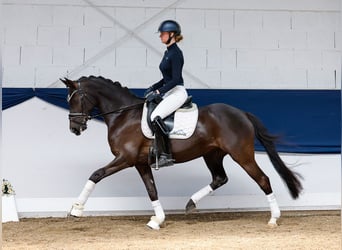 German Riding Pony, Mare, 8 years, 14,2 hh, Black