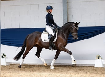 German Riding Pony, Mare, 8 years, 14,2 hh, Black