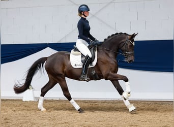 German Riding Pony, Mare, 8 years, 14,2 hh, Black