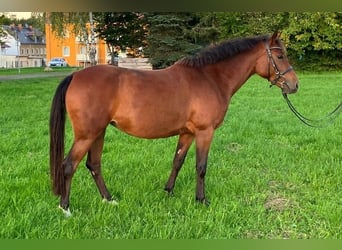German Riding Pony, Mare, 8 years, 14,2 hh, Brown