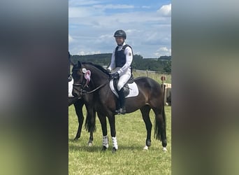 German Riding Pony, Mare, 8 years, 14,2 hh, Brown