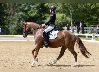 German Riding Pony, Mare, 8 years, 14,2 hh, Chestnut