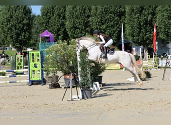 German Riding Pony, Mare, 8 years, 14,2 hh, Grey