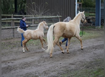 German Riding Pony, Mare, 8 years, 15,1 hh, Palomino