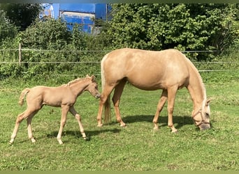 German Riding Pony, Mare, 8 years, 15,1 hh, Palomino