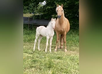 German Riding Pony, Mare, 8 years, 15,1 hh, Palomino