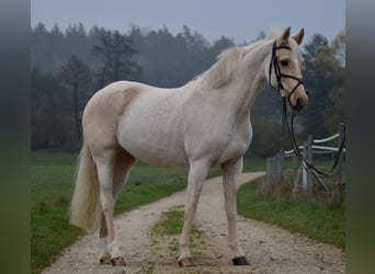 German Riding Pony, Mare, 8 years, 15,1 hh, Palomino