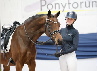 German Riding Pony, Mare, 8 years, 15,1 hh, Brown German Riding Pony, Mare, 8 years, 15,1 hh, Brown