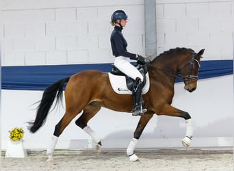 German Riding Pony, Mare, 8 years, 15,1 hh, Brown German Riding Pony, Mare, 8 years, 15,1 hh, Brown