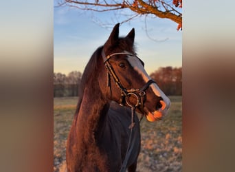 German Riding Pony, Mare, 8 years, 15,1 hh, Grey-Dark-Tan