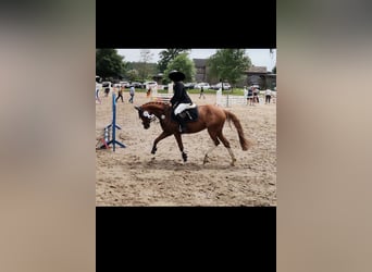 German Riding Pony, Mare, 8 years, Chestnut-Red