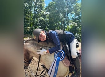 German Riding Pony Mix, Mare, 9 years, 11,2 hh, Roan-Bay