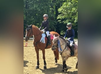 German Riding Pony Mix, Mare, 9 years, 11,2 hh, Roan-Bay