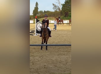 German Riding Pony, Mare, 9 years, 13,1 hh, Dun