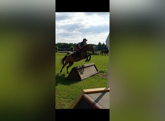 German Riding Pony, Mare, 9 years, 13,1 hh, Dun