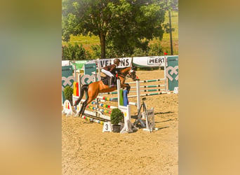 German Riding Pony, Mare, 9 years, 13,1 hh, Dun