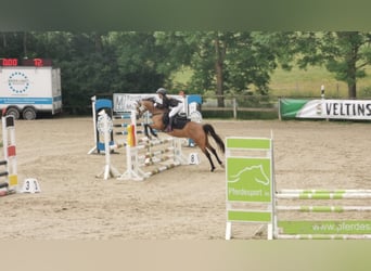 German Riding Pony, Mare, 9 years, 13,1 hh, Dun