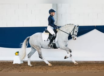 German Riding Pony, Mare, 9 years, 13,2 hh, Gray