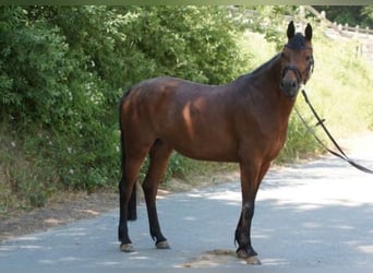 German Riding Pony, Mare, 9 years, 13.3 hh, Brown