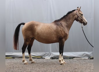 German Riding Pony, Mare, 9 years, 13.3 hh, Buckskin
